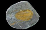 Hamatolenus Trilobite With Pos/Neg - Tinjdad, Morocco #131342-2